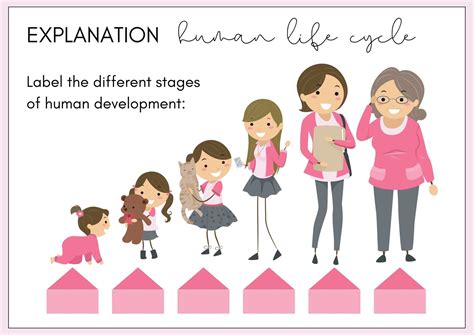 Free human life cycle worksheet, Download Free human life cycle ...