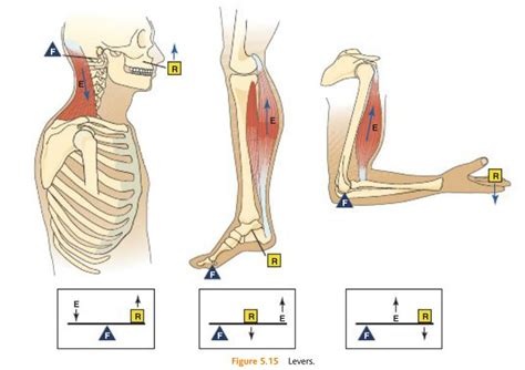 Levers Of The Human Body