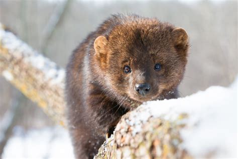 The Characteristics of Fisher Cats and Pine Martens - Krebs Creek