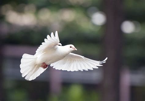 Dove Symbolism & Meaning & the Dove Spirit Animal