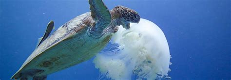 Top 7 Predators of Jellyfish that Eat Jellyfish - toplist.info