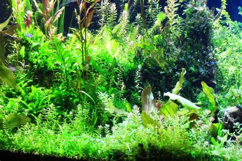 7 Beautiful Background Aquarium Plants - Aquariadise