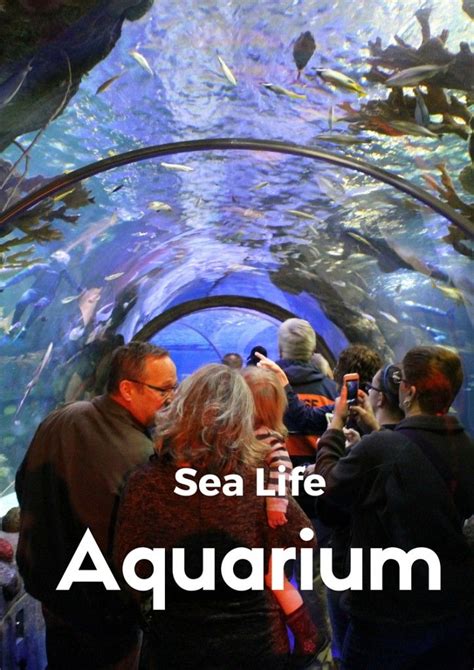 From Stingrays to Sea Turtles. Sea Life Aquarium in Minneapolis is ...