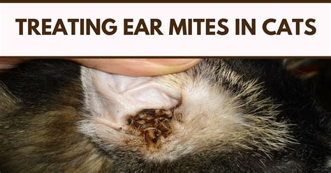 Can You Use Cat Ear Mite Treatment On Dogs - Cat Lovster