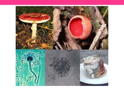 Morphology of Fungi