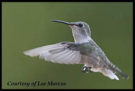 Costa's Hummingibird - Purple Beauty of the Desert