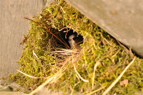 Female. American dipper , in her nest. This bird hunts insects in and ...