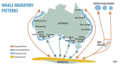 Whale Migration & Breeding