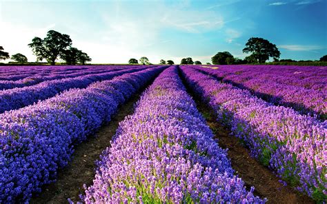 Lavender Field - Wallpaper, High Definition, High Quality, Widescreen