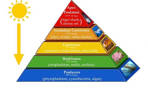 3 Major Types of Ecological Pyramids | Pyramid of Number, Biomass and ...