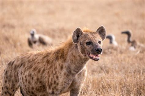 Spotted Hyena Facts | Anatomy, Diet, Habitat, Behavior - Animals Time