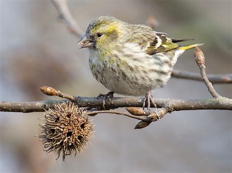 Eurasian Siskin in Shanghai - Shanghai Birding 上海观鸟