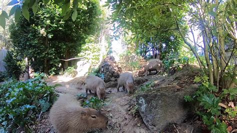 We're going inside our capybara habitat! - YouTube