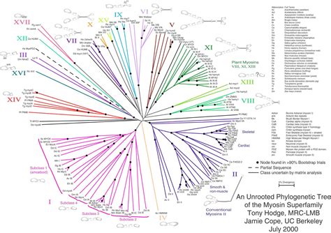 A Simple Agglomerative Method for Constructing Phylogenetic Trees