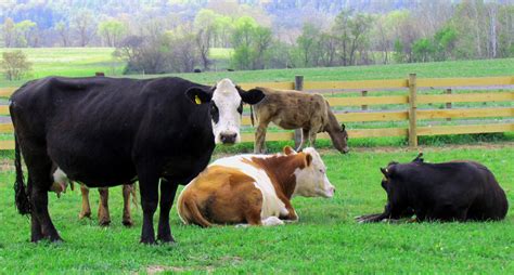 Dairy Farm Cows - Viewing Gallery