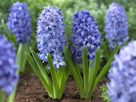 How to Plant Spring-Blooming Bulbs in 3 Easy Steps