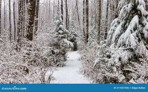 Beautiful Hiking Trail in the Forest Stock Photo - Image of calm ...