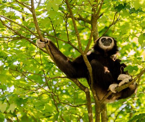 5 amazing animals to spot on a Mekong river cruise