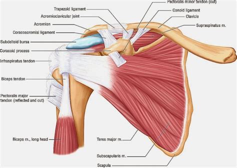 Shoulder Tendons Diagram Shoulder Ligament Anatomy Diagram