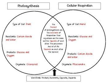 Comparison Between Photosynthesis and Respiration