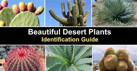 Top Desert Plants With Names Chart | The Best Porn Website