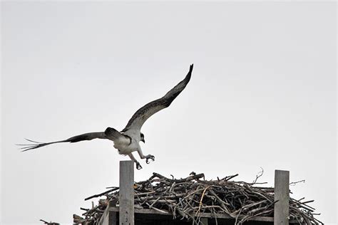 Osprey Dog Fight – Henry L. Ferguson Museum