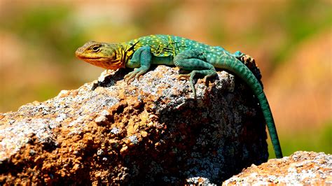 Colorful Collard lizard of Oklahoma. | Lizard, Hd backgrounds, Pet birds