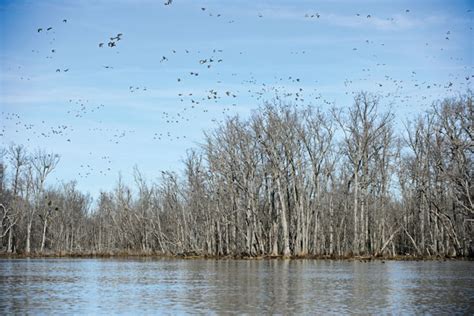 Read & React: Are Duck Migration Patterns Changing?