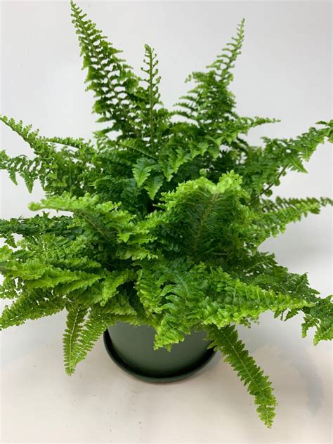 6" Curly Fern - Flowers Talk Tivoli