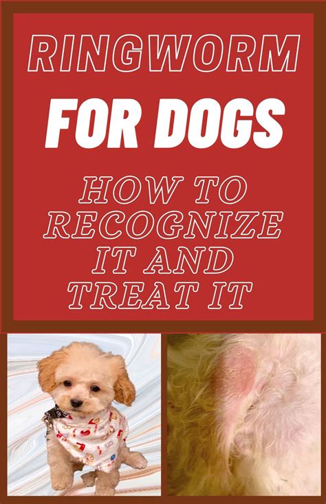 Ringworm In Dogs What Is It And How Is It Treated | Images and Photos ...