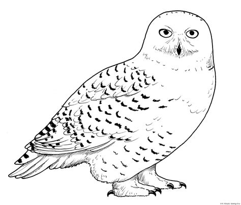 Snowy owl draw – Line art illustrations