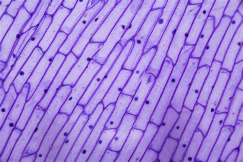 Cell wall | Description, Properties, Components, & Communication ...