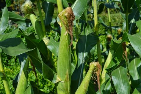 Growing and Harvesting Sweet-corn