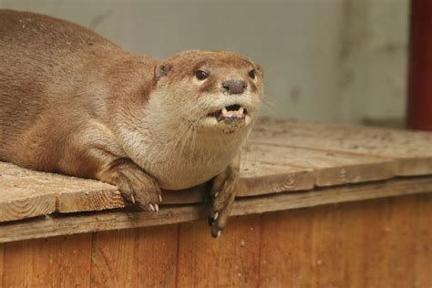 Smooth-coated otter (July 2020) - ZooChat