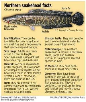 Snakeheads can move on land, eat other fish -- and could be another ...