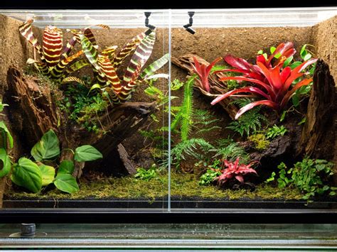 Best Bearded Dragon Tank Temperature Guide - Reptile District