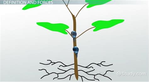 How Does Capillary Action Help Sustain Life On Earth - The Earth Images ...