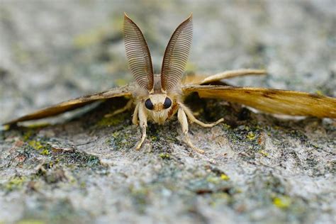 If You See a Spongy Moth, Here's What to Do | Family Handyman