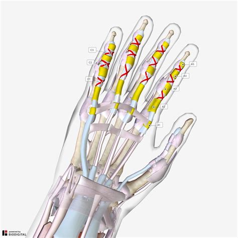 TeachMeAnatomy - Making Anatomy Simple