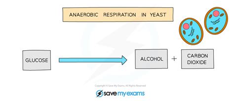 Edexcel IGCSE Biology 复习笔记 5.1.4 Anaerobic Respiration in Yeast-翰林国际教育