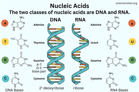 Nucleic Acid