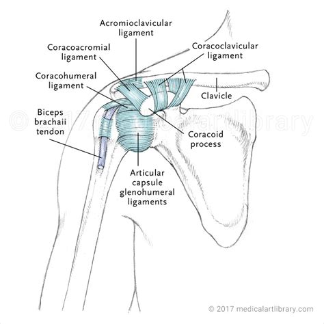 Shoulder Joint LIgaments - Anterior - Medical Art Library