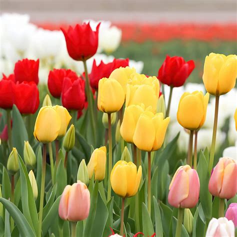 Mix Color Tulip Seeds Fresh Non-GMO Flower Seeds for Planting Home ...