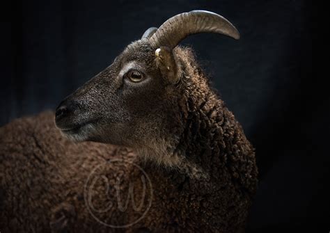 Rare Breeds Preservation Project by Claire Watson. - Soay Sheep