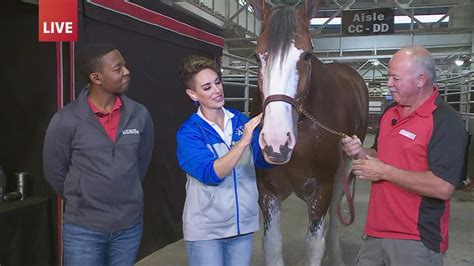 How to prepare for horse shows at the Iowa State Fair | weareiowa.com