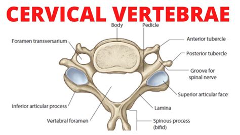 Cervical Vertebrae Anatomy Quiz