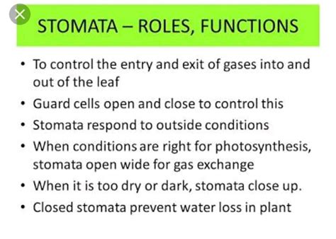 Explain the structure and function of spinal cord