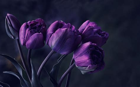 Dark Purple Roses Wallpaper - WallpaperSafari