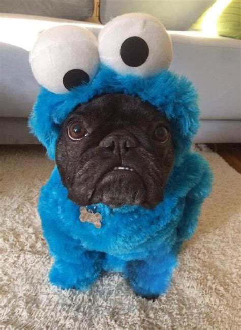 Dog in Cookie Monster costume | Cute dogs, Cute animals, Animals