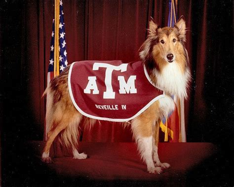 Which Famous Aggie Are You? | Texas a&m, Texas a&m university, Live mascot